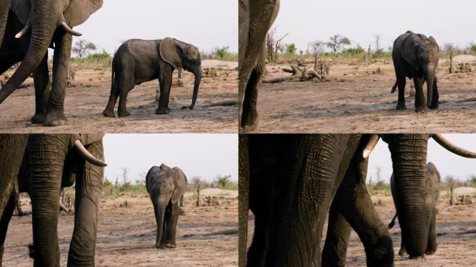 野生动物。可爱的小象小牛站在水坑旁的母亲旁边的特写镜头