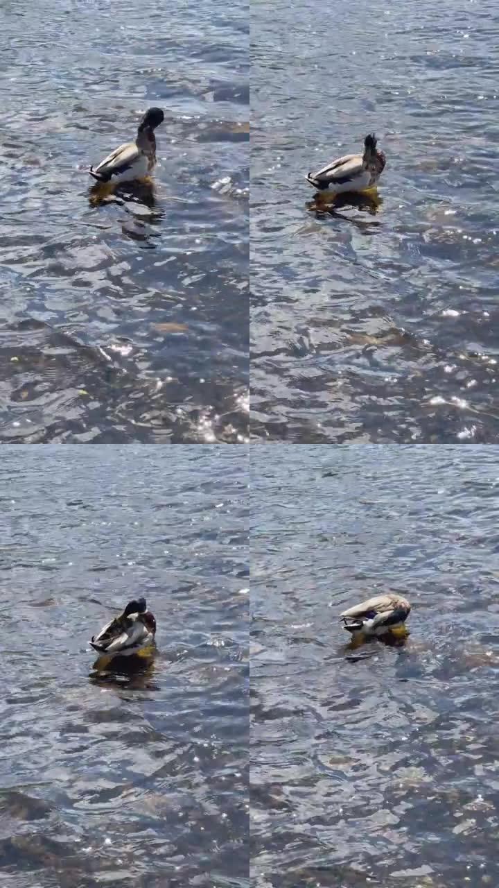 湖里的鸭子越冬的野鸭野鸭觅食觅食竖屏