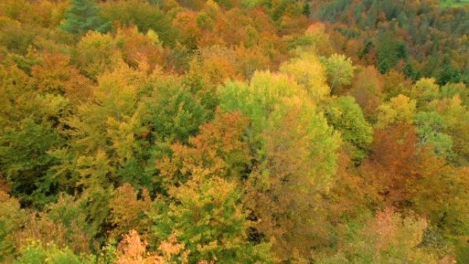 空中:在如画的秋色调色板中，美丽繁茂的森林景观
