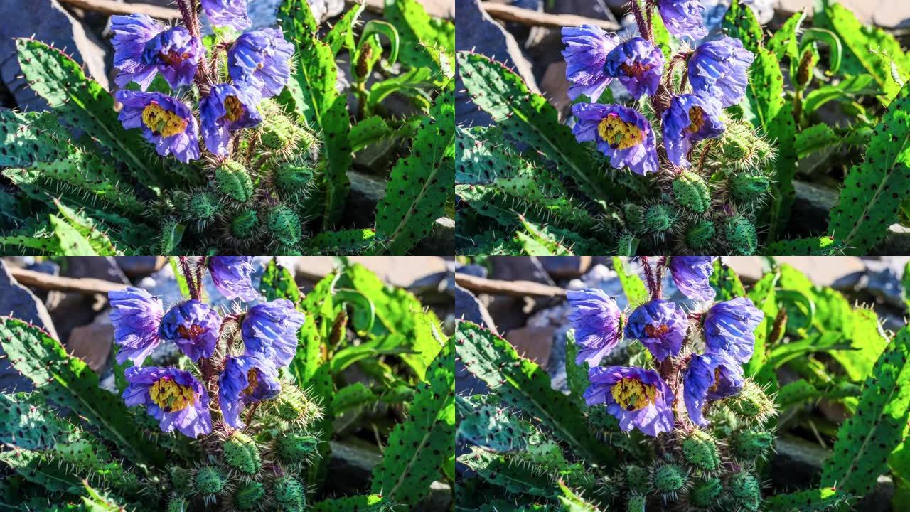 青藏高原上罕见的紫色花朵: 绿原虫
