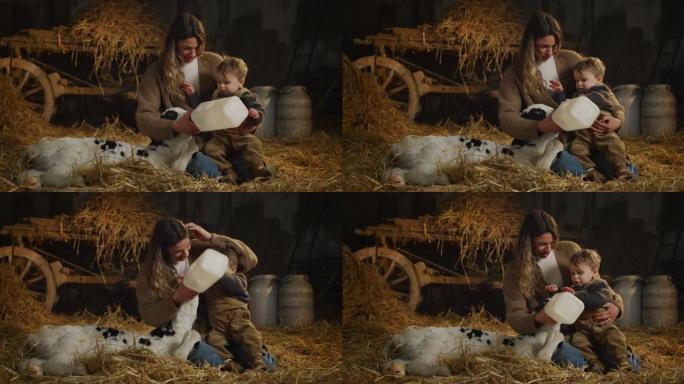 《快乐母亲农夫》的电影镜头向她的蹒跚学步的男婴展示了如何用假人生态生长的新生小牛从奶瓶中喂养，用于牛