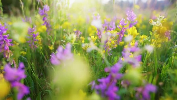 绿草，日落时分开紫黄相间的花。高山草甸的夏花灿烂。田野花卉的宏观拍摄
