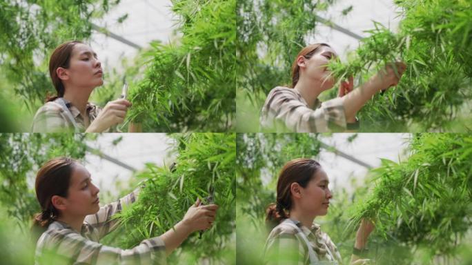 在大麻农场工作的亚洲女性。医用大麻种植园