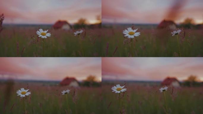 黄昏时草地上的SLO MO雏菊和其他野花
