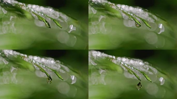 超级SLO MO液滴从潮湿的闪亮蕨类植物上滴下