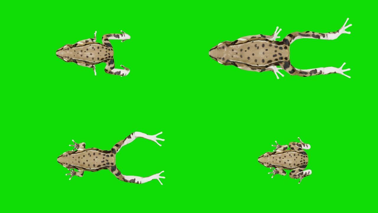 在绿色屏幕上运行慢蛙。动物的概念，野生动物，游戏，返校，3d动画，短视频，电影，卡通，有机，色键，人