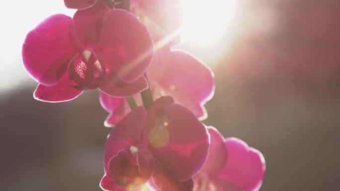 慢动作，特写视频: 阳光普照的紫色兰花的详细镜头