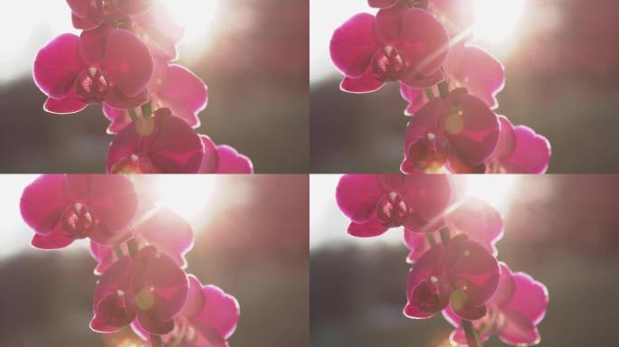 慢动作，特写视频: 阳光普照的紫色兰花的详细镜头
