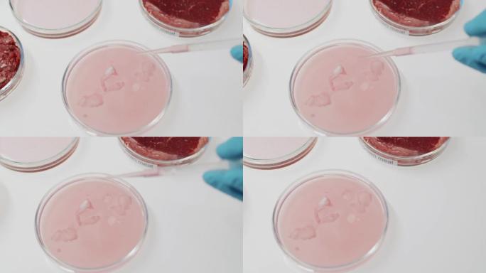 移液器滴入带有肉细胞的培养皿中的植物性血清