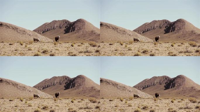 美洲驼在阿根廷高原 (高地)，靠近南美洲阿根廷胡胡伊省萨利纳斯·格兰德盐滩。