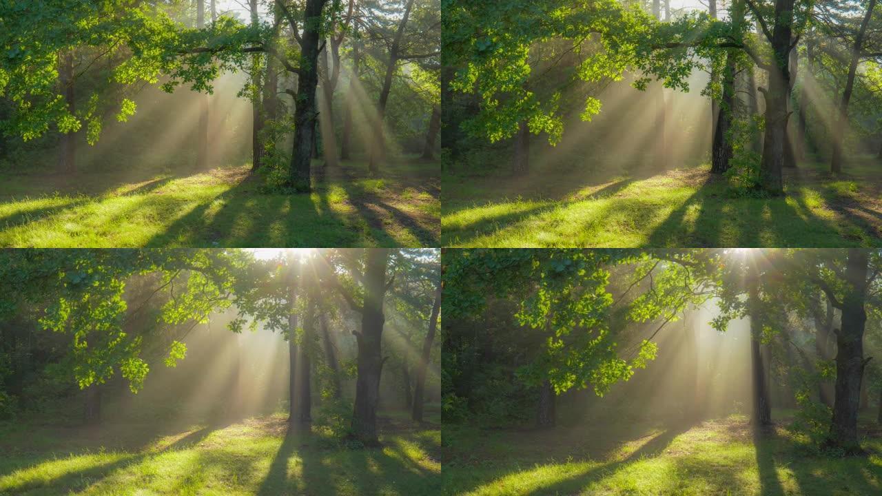 早上的魔法森林。阳光穿过绿色的树枝。绿色森林，温暖的阳光照亮橡树。万向节高质量镜头