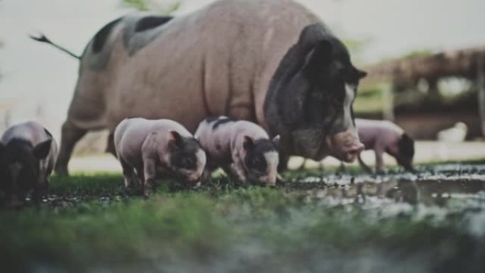 猪家族一群小猪仔老母猪