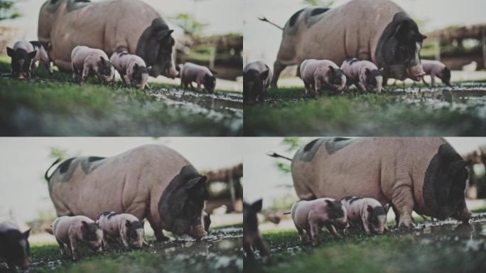 猪家族一群小猪仔老母猪