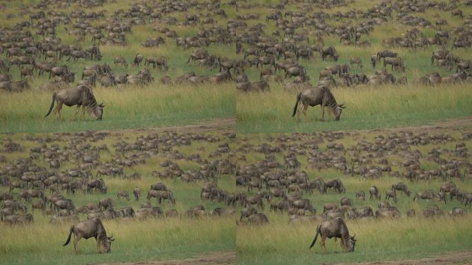 肯尼亚的牛羚迁徙
