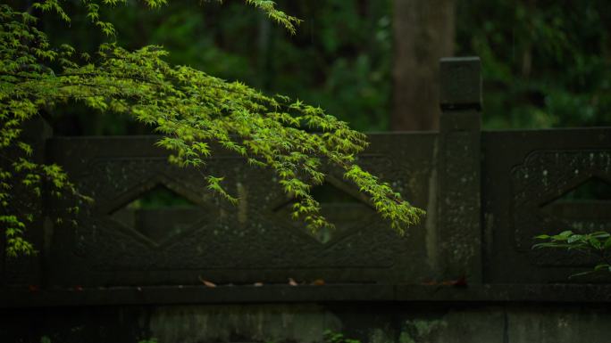 杭州云栖竹径春季清明节雨天绿色自然唯美