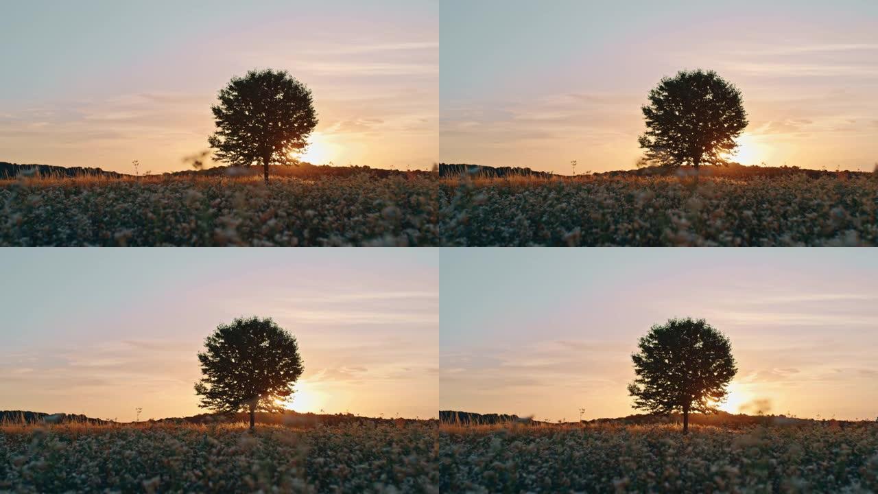 日出时荞麦田里的落叶树