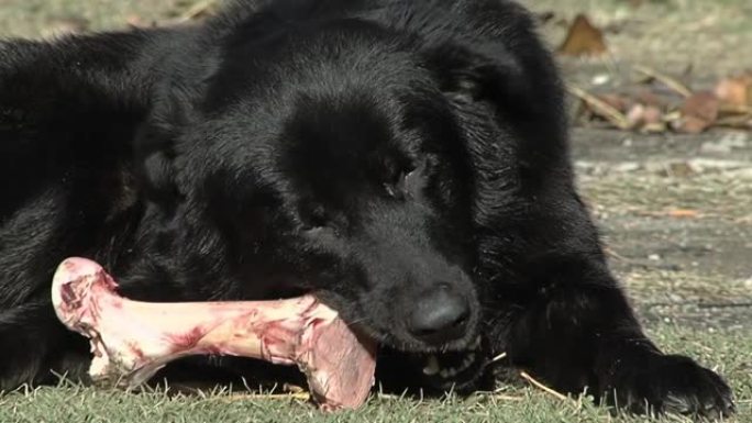 黑狗啃骨头，一只黑色的拉布拉多犬在户外咀嚼骨头。特写。