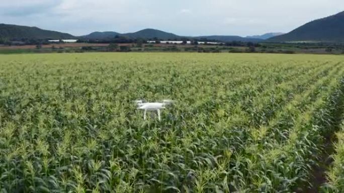 使用现代技术用无人机监视玉米作物的非洲黑人女农艺师农民的鸟瞰图
