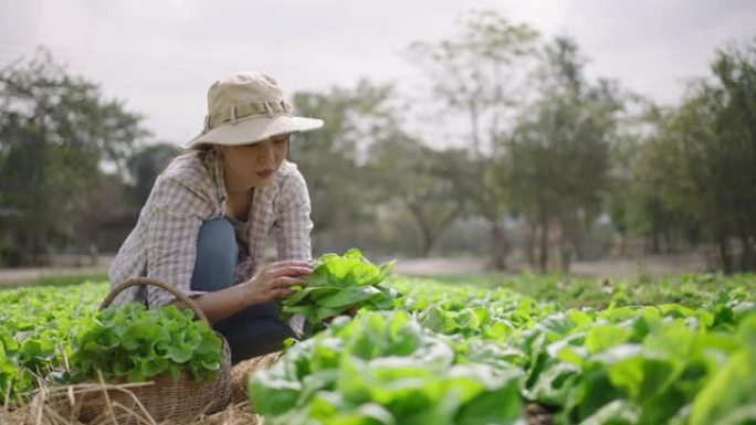亚洲农民妇女在蔬菜上收获生菜