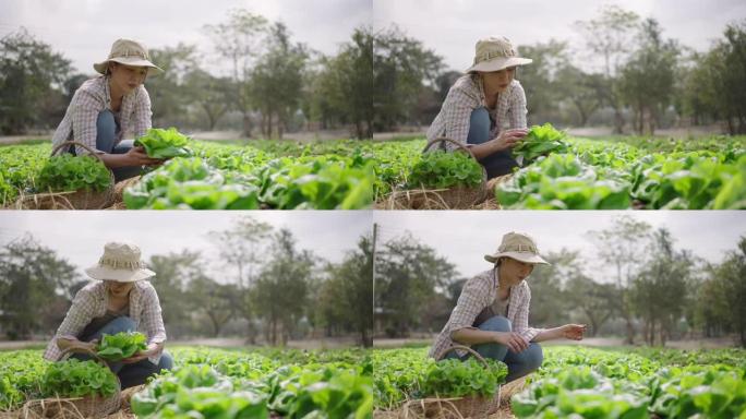 亚洲农民妇女在蔬菜上收获生菜
