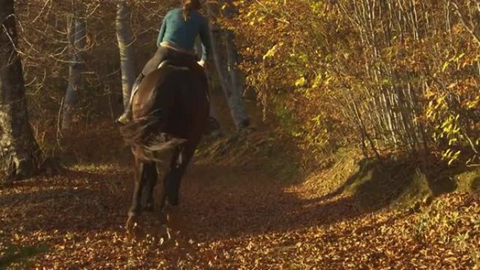 慢动作: 无法识别的女人骑着马在空旷的森林小径上疾驰