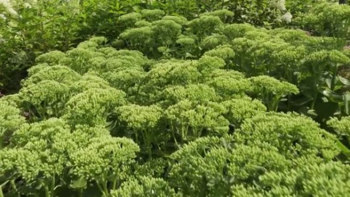 花园中的卷曲欧芹植物