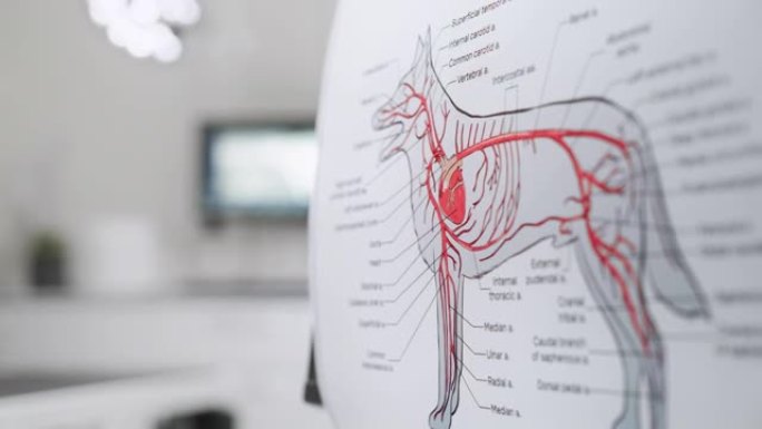 狗的动脉循环系统的医学解剖海报。在兽医诊所办公室设施的犬血管系统的彩色详细插图