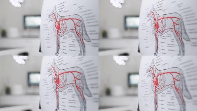 狗的动脉循环系统的医学解剖海报。在兽医诊所办公室设施的犬血管系统的彩色详细插图