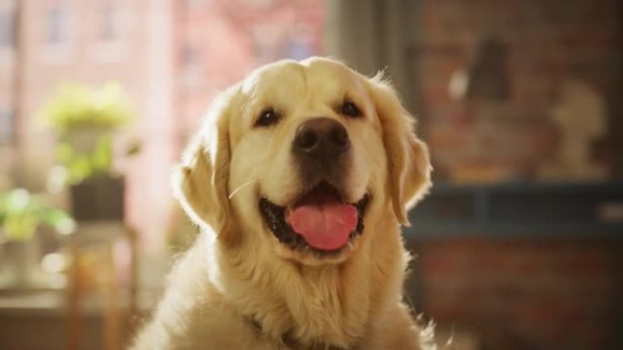 忠诚的金毛猎犬狗坐在家里的客厅里，看着相机。顶级犬种血统标本显示了它的聪明，可爱和高贵的美。