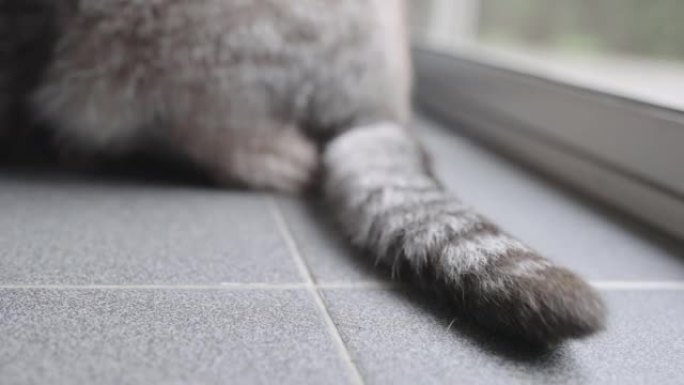 一只灰色虎斑猫摇尾巴的特写视频