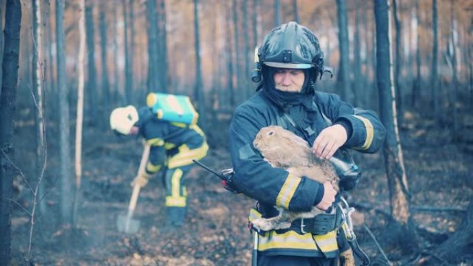 男性消防员正在烧毁的森林中抚摸一只获救的兔子