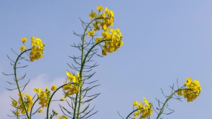 太阳下的油菜花吸引蜜蜂采集蜂蜜