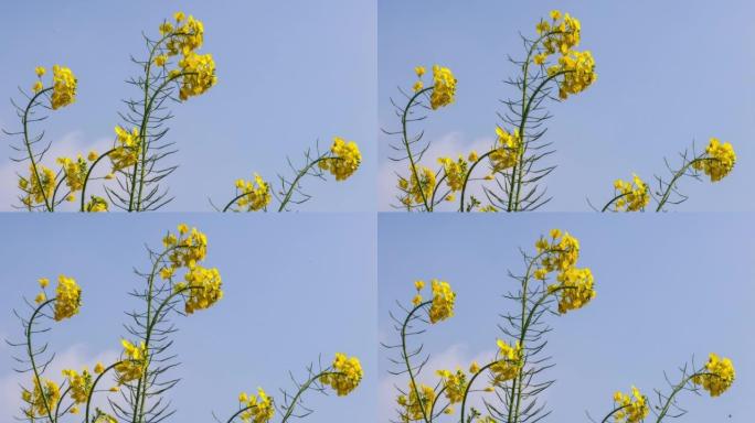 太阳下的油菜花吸引蜜蜂采集蜂蜜