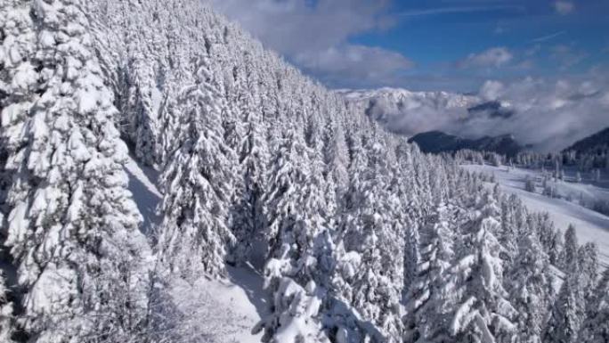 空中: 田园诗般的积雪覆盖着云杉和雪山的高山景观
