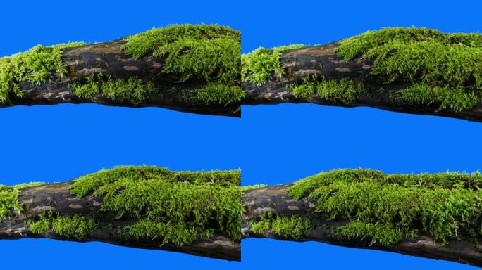 在蓝屏上隔离的苔藓原木移动镜头