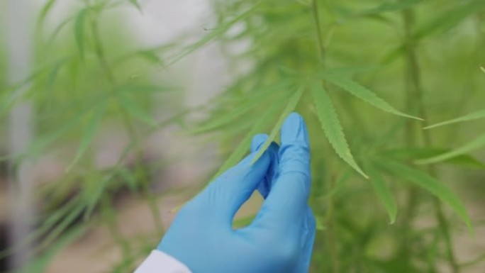科学家检查大麻植物