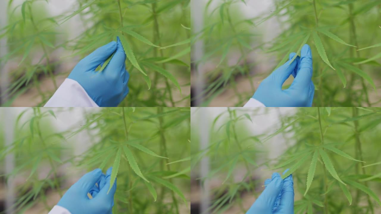 科学家检查大麻植物