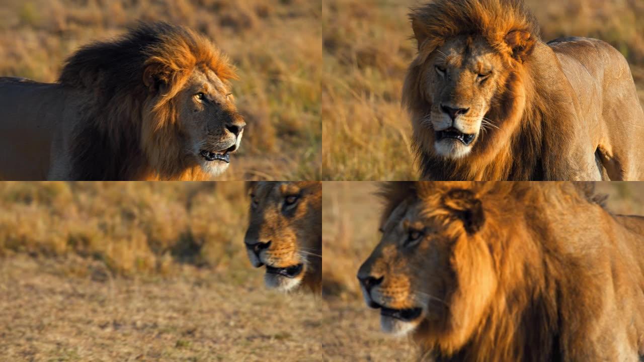 在阳光明媚的野生动物保护区放大狮子和鬃毛