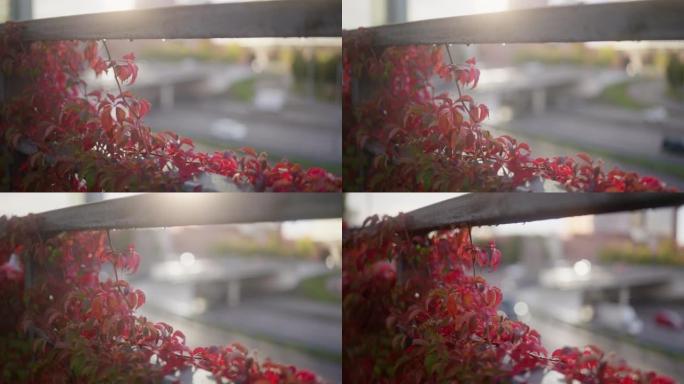 城市栏杆周围生长着红色的秋叶