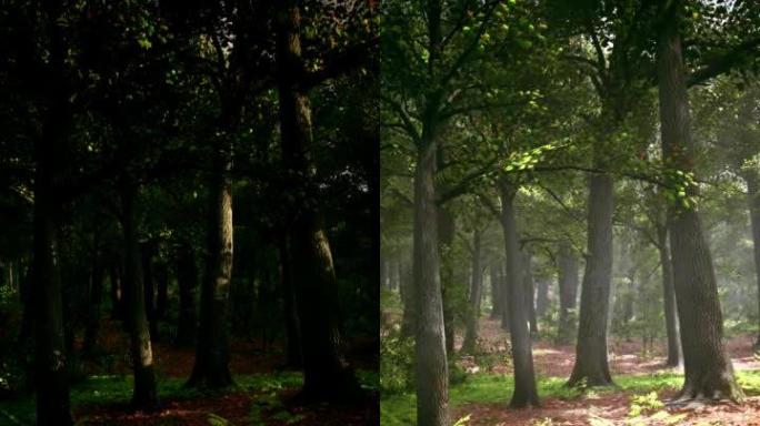 在魔法森林中拍摄的慢动作，太阳光束穿过树冠