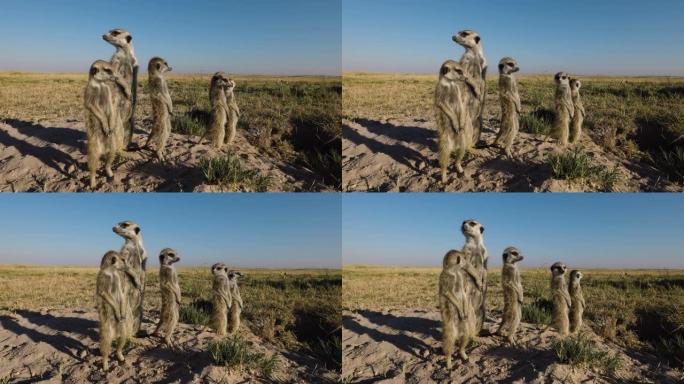 有趣可爱的动物。猫鼬家族的特写肖像在洞穴顶上的早晨阳光下晒太阳