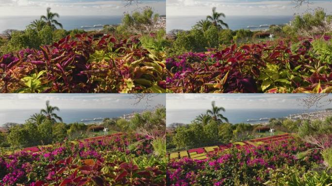 马德拉岛植物园丰富的植物区系。马德拉植物园的丰沙尔阳光明媚。万向节射击，4K