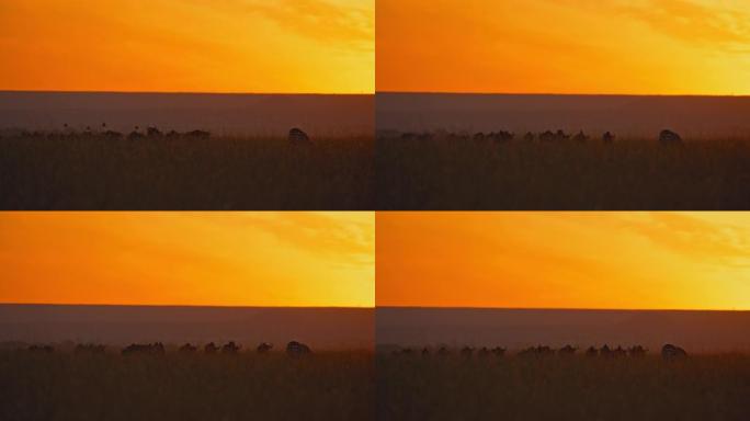 日出时田园诗般的自然保护区田野中的斑马和牛羚
