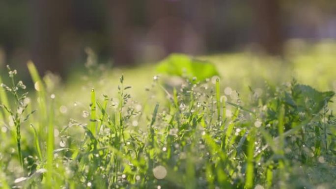 春天的绿色湿草，阳光普照，适合地球日，自然或环境背景。田野、草坪或公园地面，带有夏季花园、生态或自然