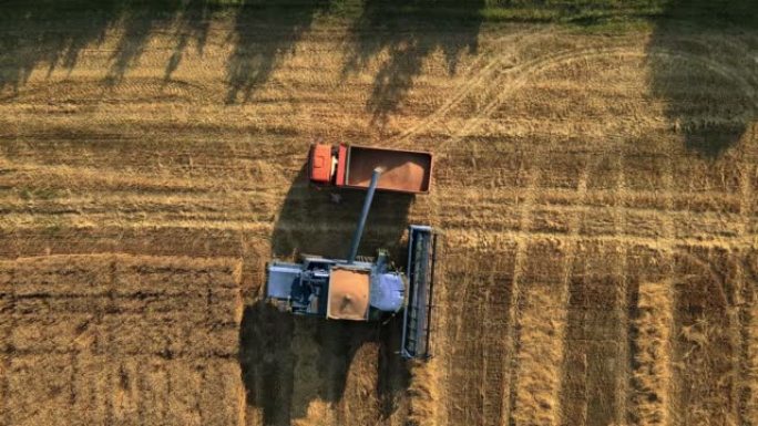 收割机的鸟瞰图将谷物倒入田间的卡车中。打谷机浇注刚收获的