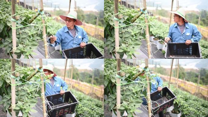 亚洲华人活跃的高级农民检查他的有机农场辣椒的生长