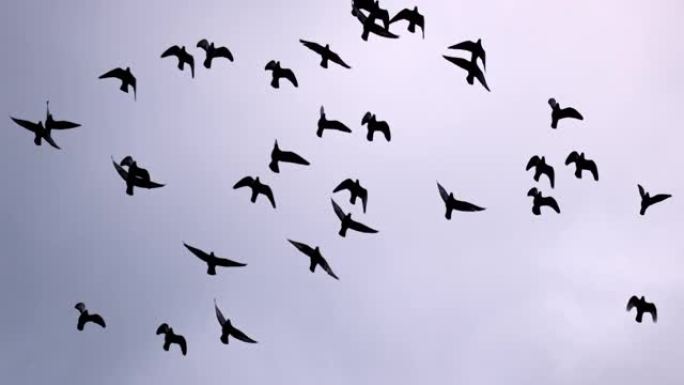 超级SLO MO鸟群在阴暗的情况下飞过天空