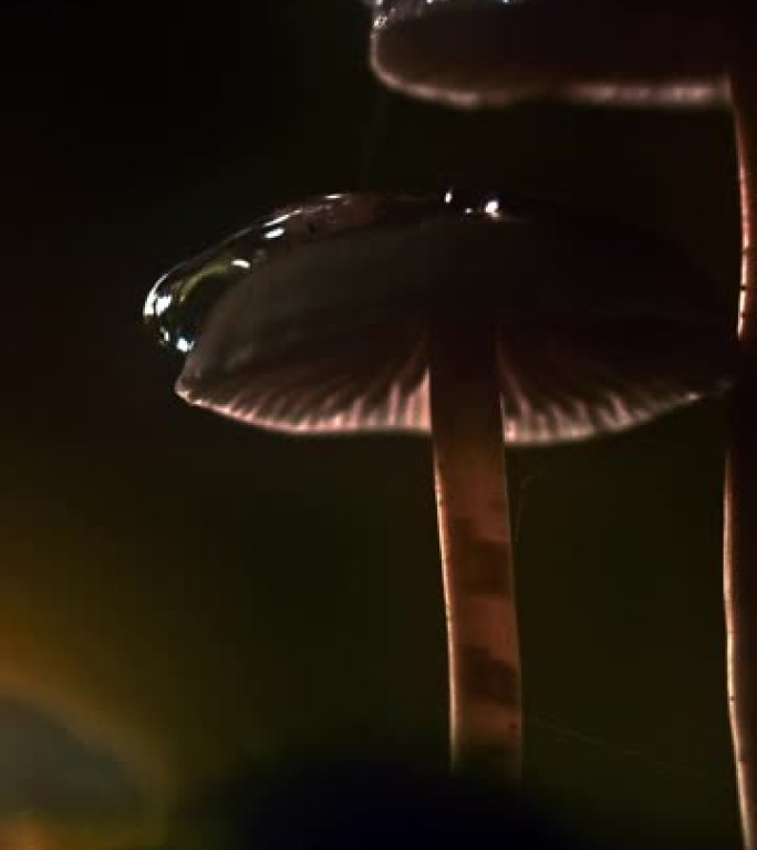 日落时，超级SLO MO液滴溅到阳伞蘑菇上