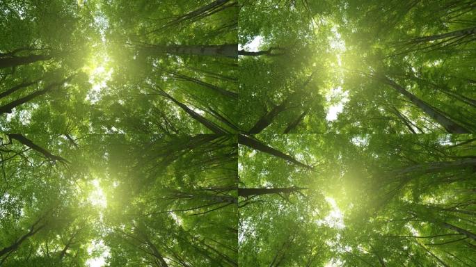午后阳光照射下郁郁葱葱的绿叶的自下而上的视图。漫步在绿树丛生的森林中。夏季背景，UHD，4K