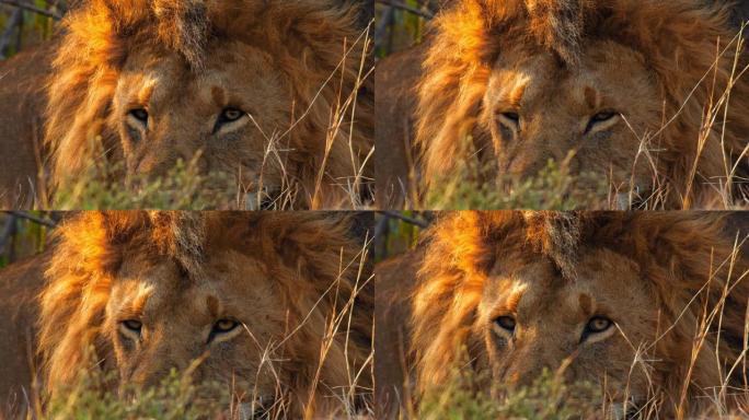 狮子在阴凉处休息的慢动作